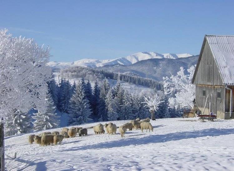 Brasov